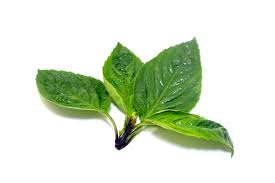 Basil Leaf
