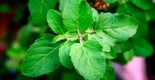 Basil Leaf