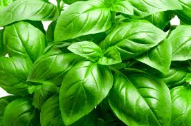 Basil Leaf