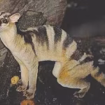 Musang Congkok