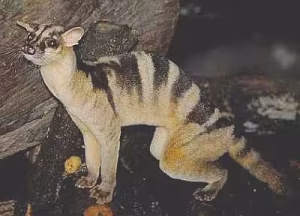 Musang Congkok