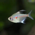 Bleeding Heart Tetra