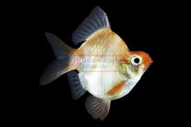Tiger Barb