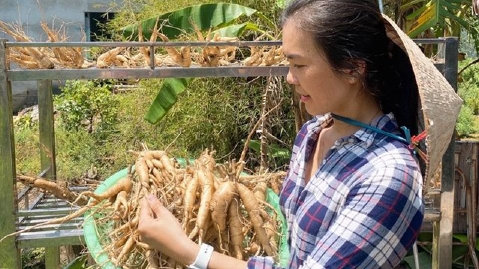 Ginseng Asia