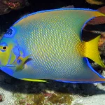Queen Angelfish