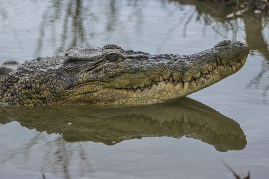 ekosistem buaya muara