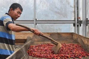 Keresahan Petani Kopi