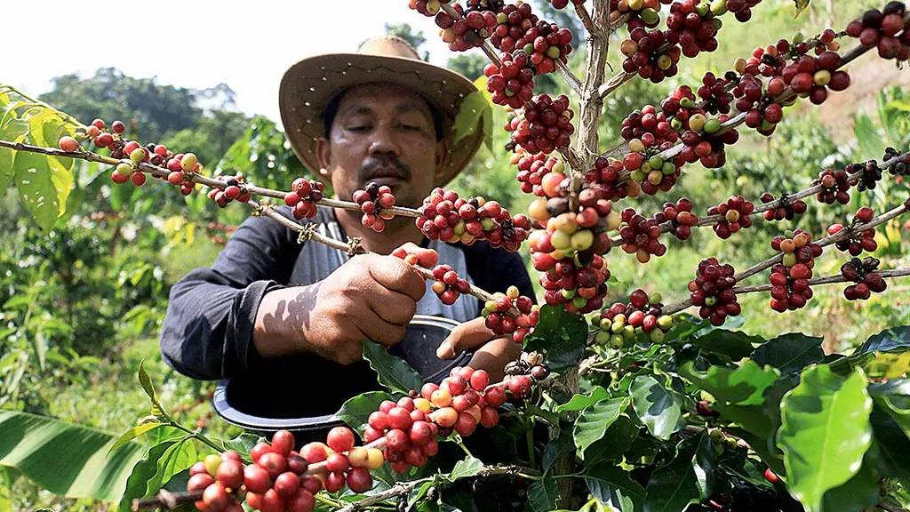 Keresahan Petani Kopi