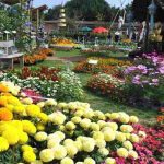 Kebun Begonia Lembang