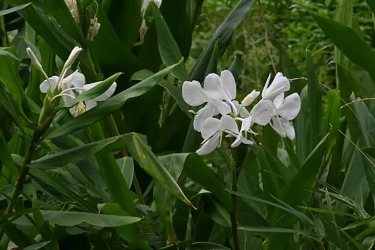 Gandasuli