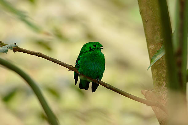 Tantangan Nyata Menjaga Populasi Burung Kecil yang Indah